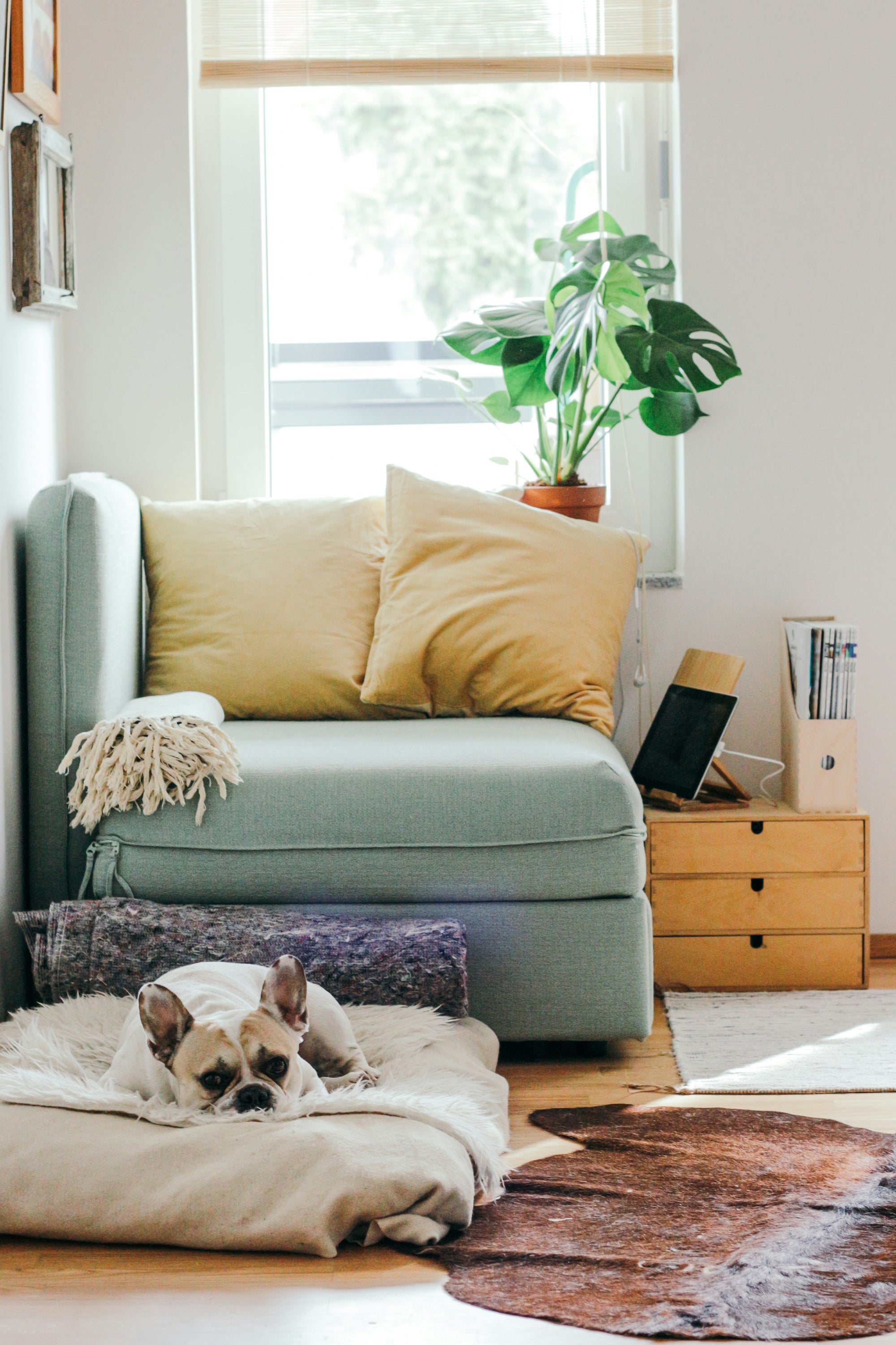 Bild mit gemütlichem Sofa in einer hellen, freundlichen Wohnung.